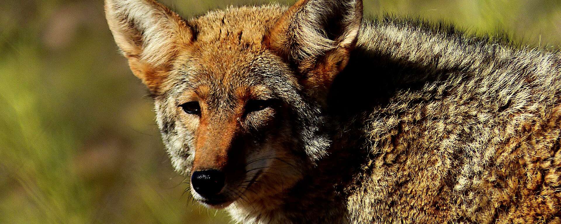 Coyote Sonoma County Wildlife Rescue