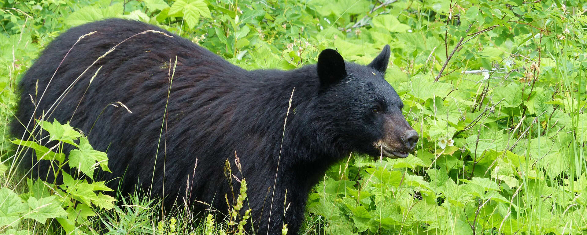 black bear wildlands network