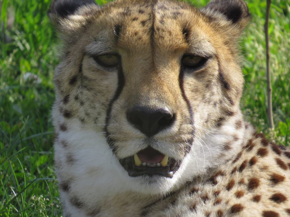 Thula the Cheetah by Mark Pressler
