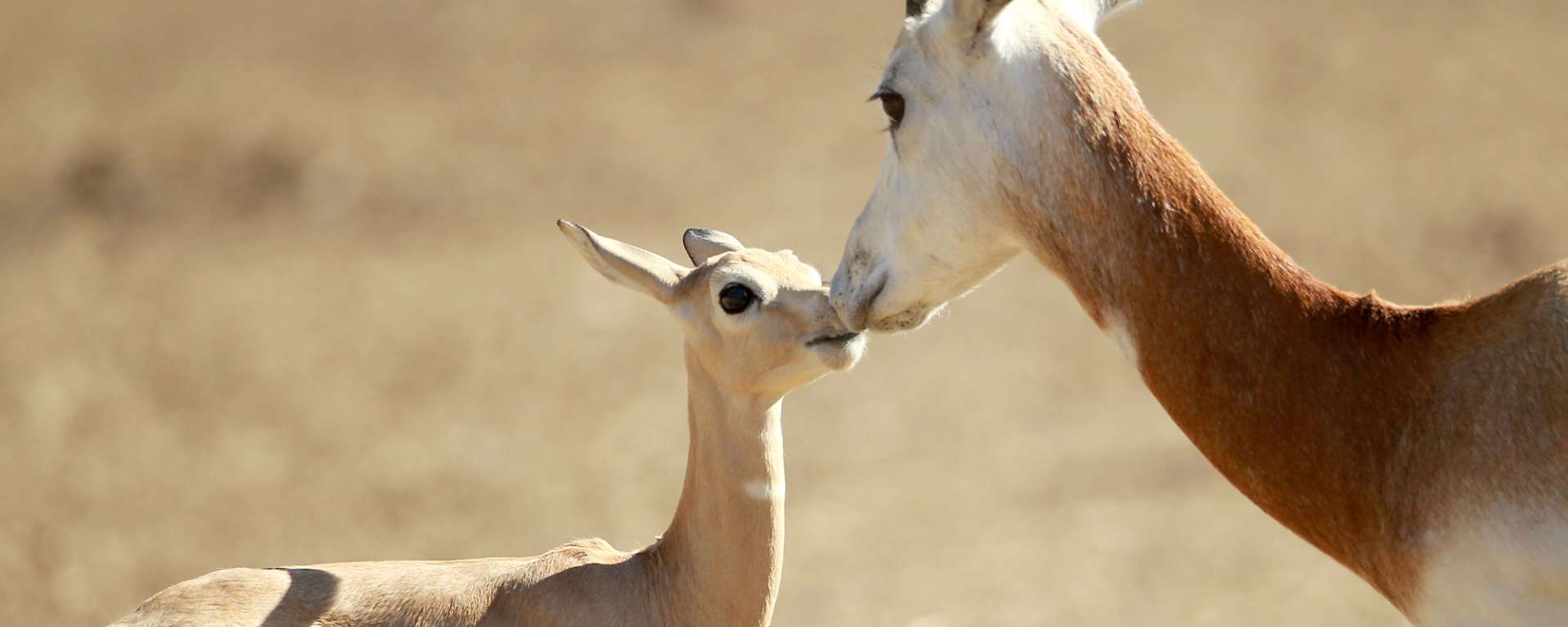 Dama Gazelle Baby