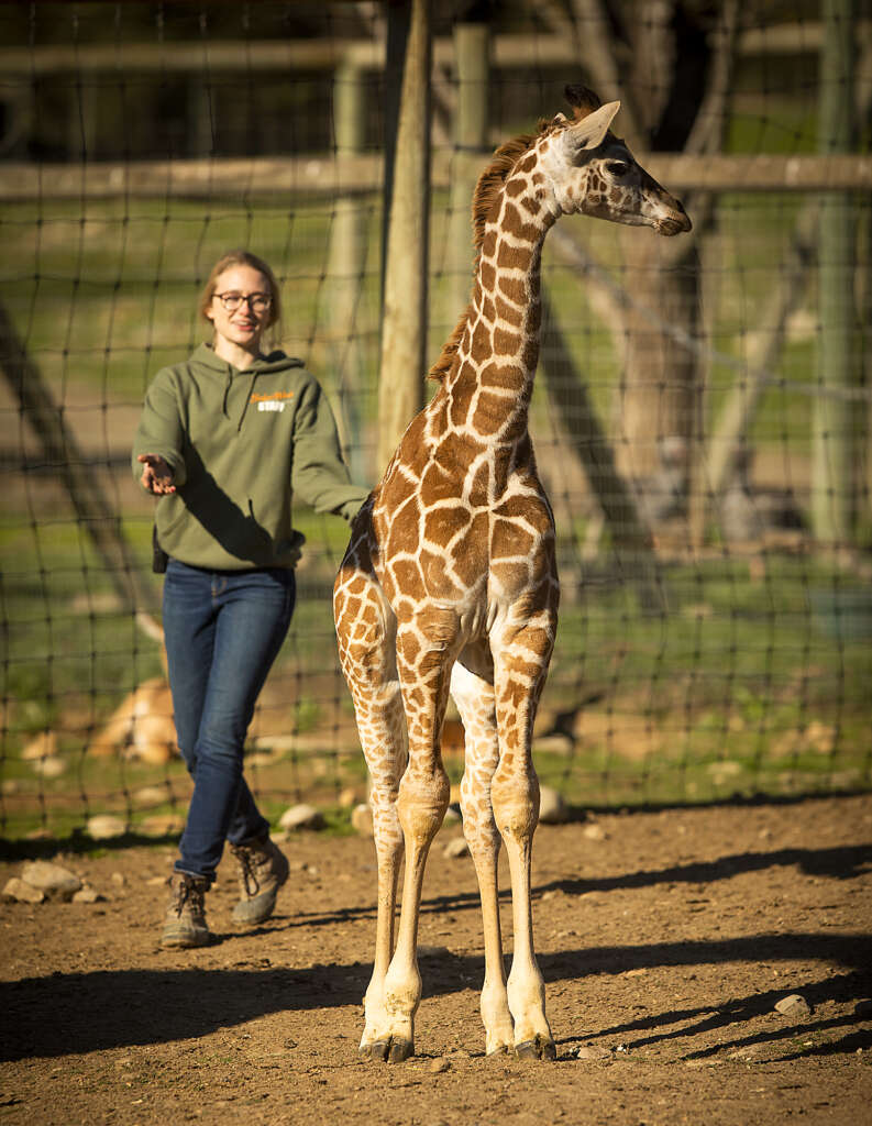 Ellie Gressman with Grace the Giraffe