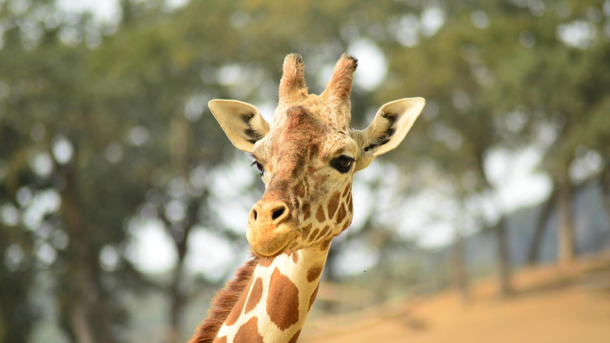 giraffe horns