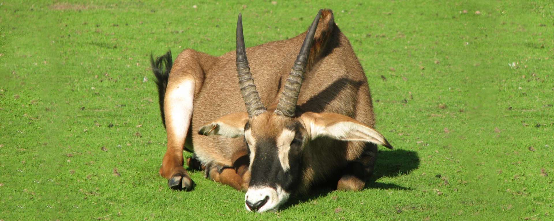 Guide to a Good Night's Sleep with a Roan Antelope