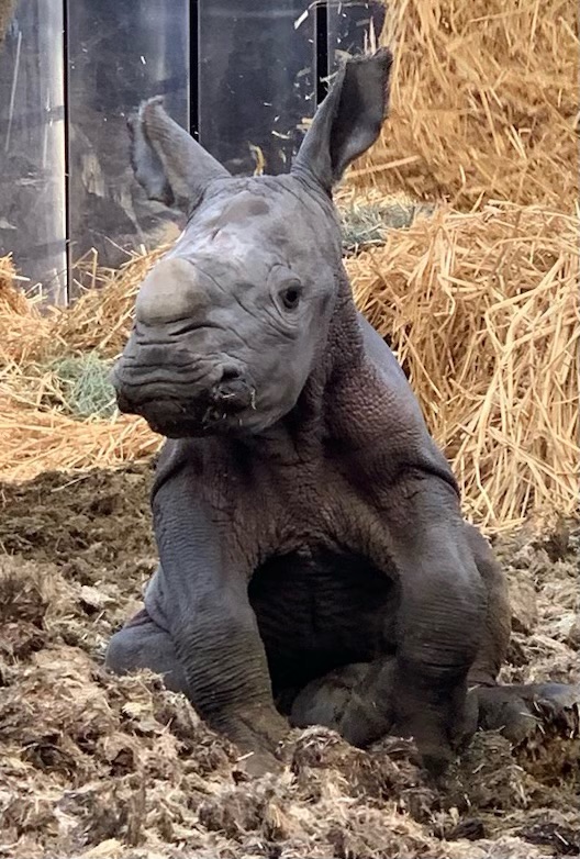 Baby Rhino by Nikki Smith