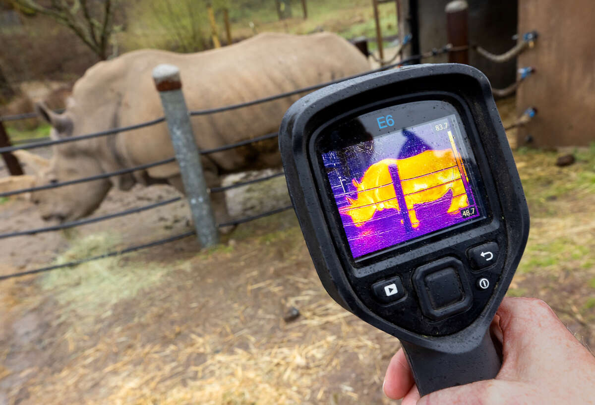 Thermographic Imagery of a Southern White Rhino