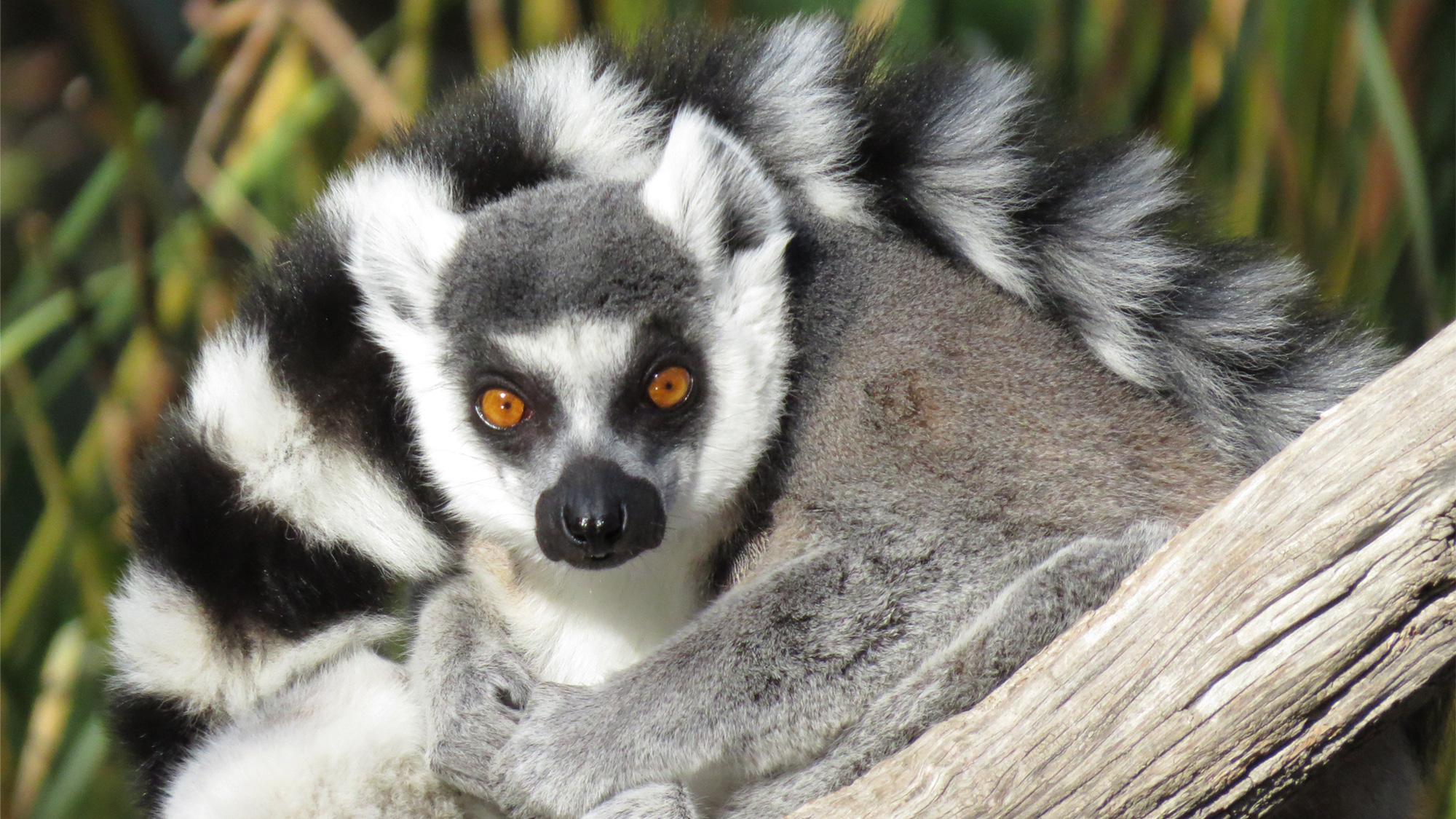 Safari Spotlight: Ring-tailed Lemur - Safari West