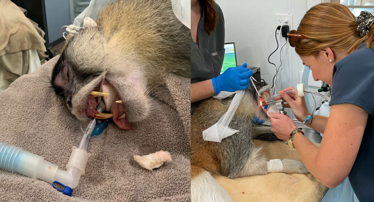 patas monkey dental work