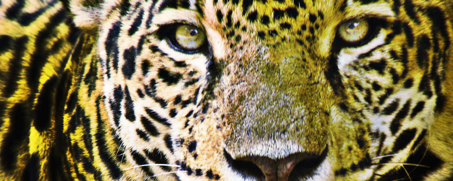 Jaguar Paso Pacifico