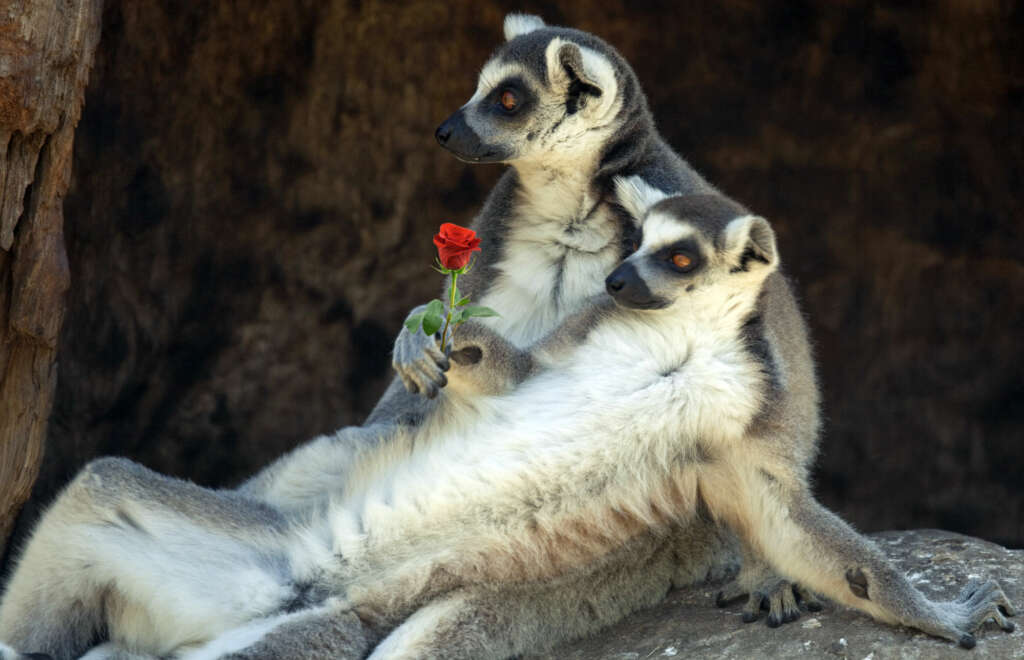 Wild Jungle Love!