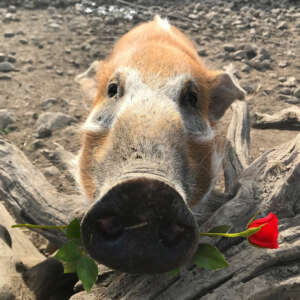 Swine and Roses