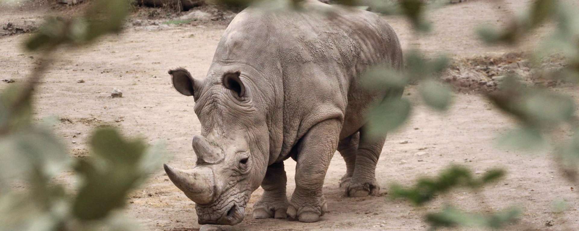 Rhinoceros, Southern White - Safari West