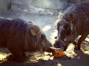 Warthog and Pumpkin
