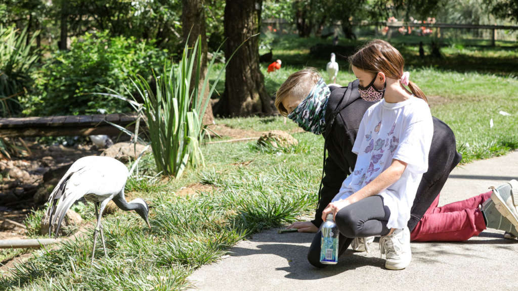 Bird Aviary