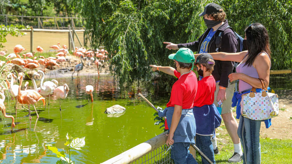Viewing Flamingos