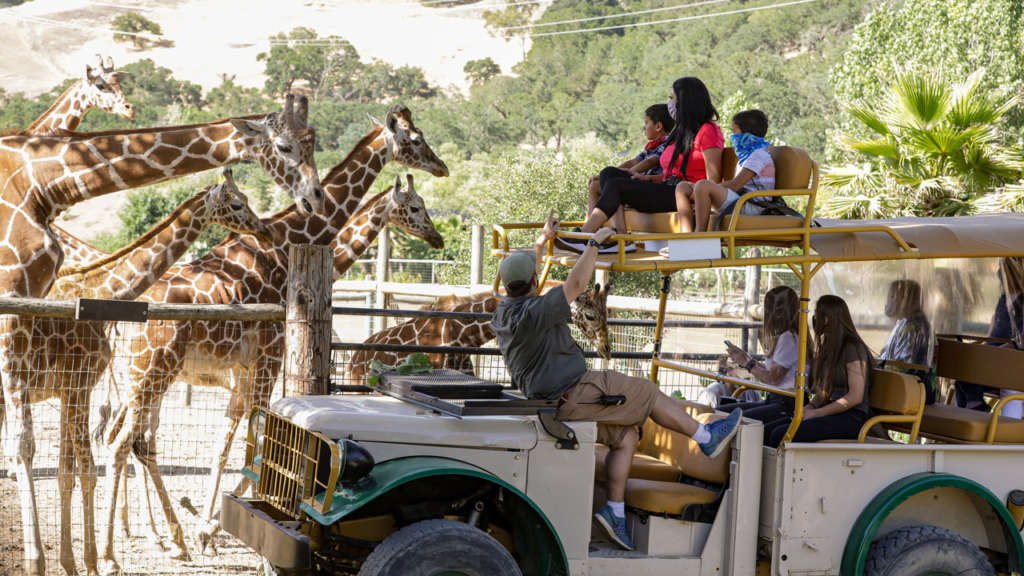 Safari Tour