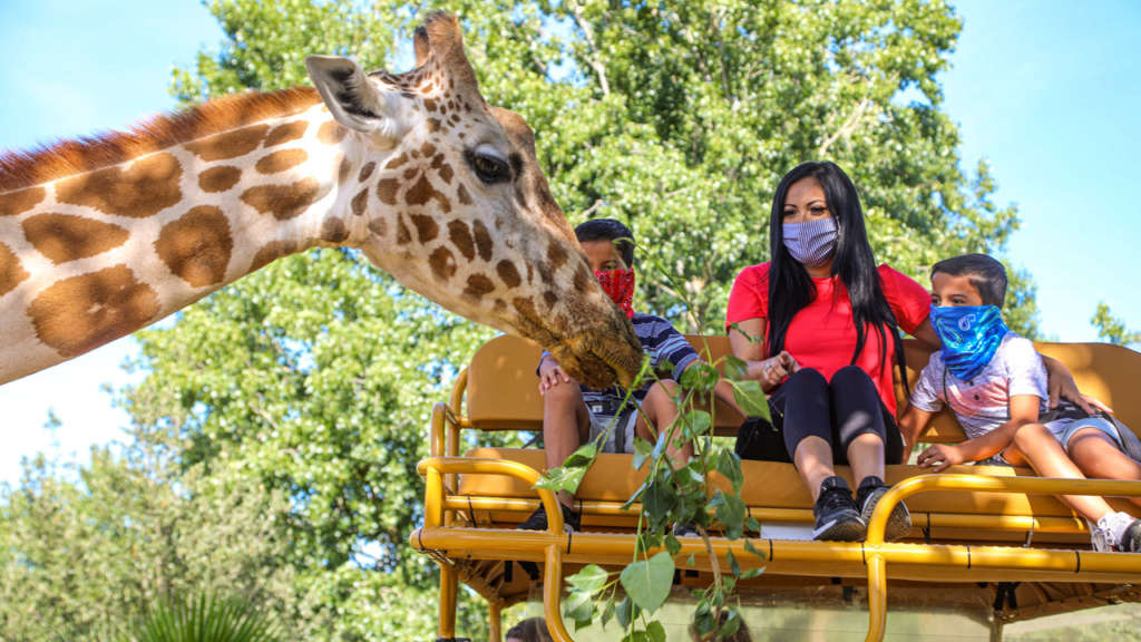 Safari Tour