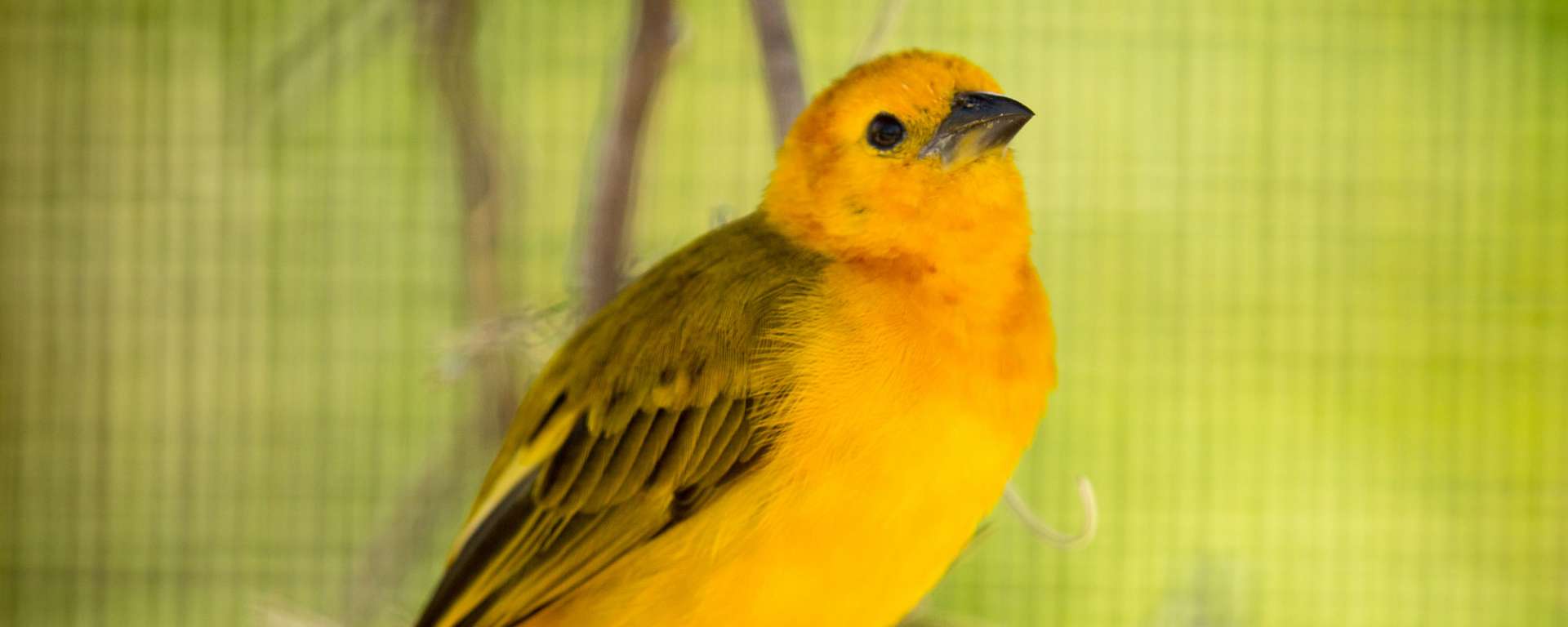 Taveta Golden Weaver by Steve Murdock